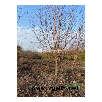 有精品藝術形狀樹形態紅梅15-20公分紅梅綠梅