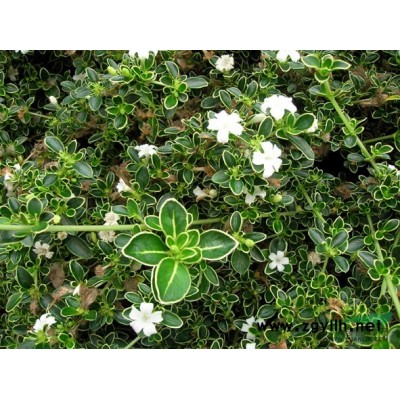 雀舌黃楊 H30-40 蕭山苗木