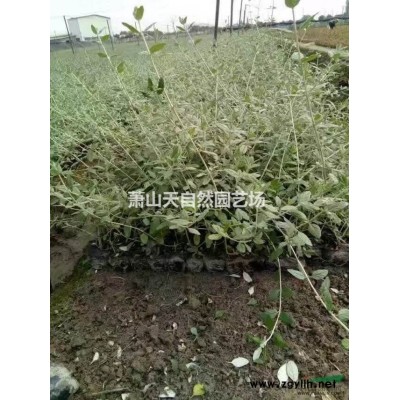 亮綠忍冬 H30-40 蕭山苗木