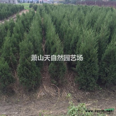 浙江紫玉蘭/紫玉蘭批發