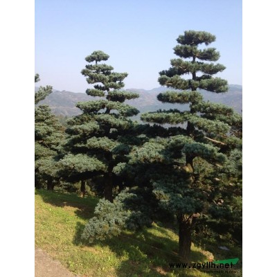 寧波地區(qū)供應(yīng)5-20公分紅楓