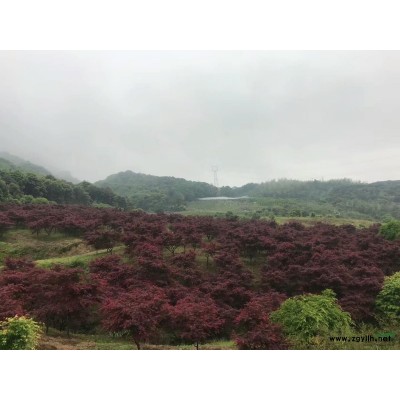 供應精品櫻花染井吉野24公分/25公分/26公分/27公分