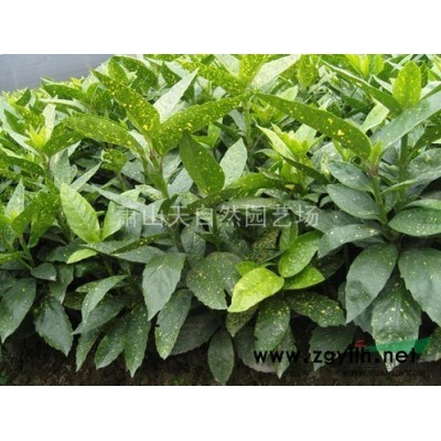 法國冬青 H60-200 蕭山苗木