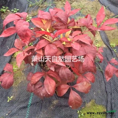 金葉女貞 H40-50 蕭山苗木