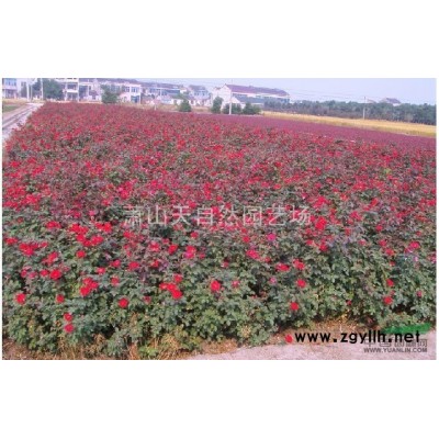 龜甲冬青 H30-40 蕭山苗木