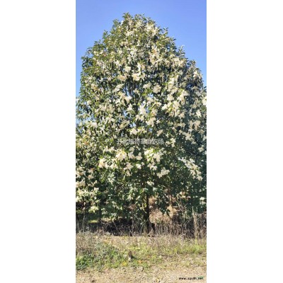 優質特價深山含笑產地直銷 深山含笑10-24公分大量供應
