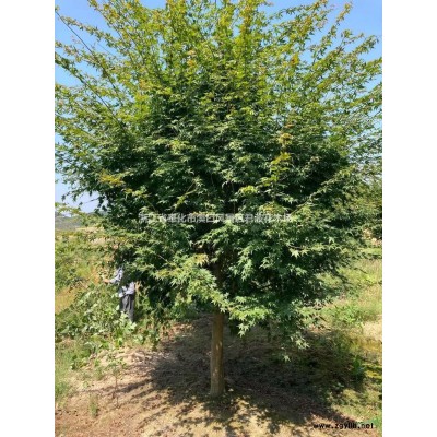 紅梅3*新價格/紅梅3報價