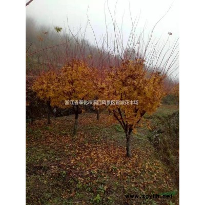 浙江紅梅*新報價/紅梅圖片