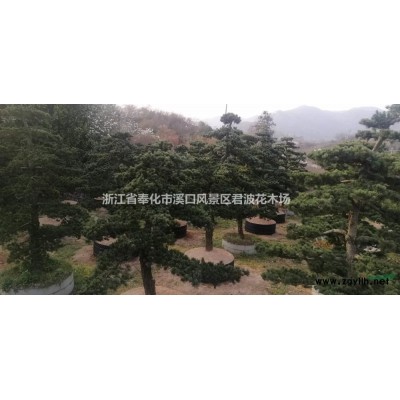 紅楓6*新價格/紅楓6報價