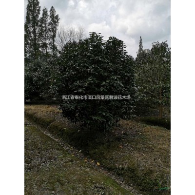 紅楓2報價/浙江紅楓2報價