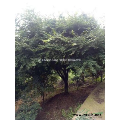 紅白玉蘭3圖片\紅白玉蘭3報價