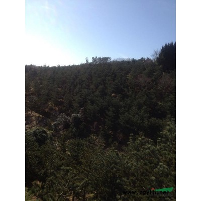 茶花8供應(yīng)/茶花8圖片