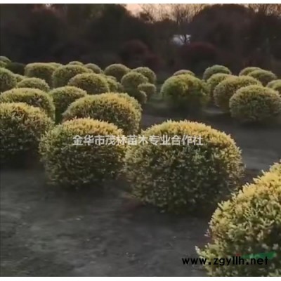 金華茂林大量供應娜塔櫟1到30公分