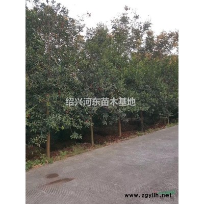 浙江嵊州供應(yīng)紅玉蘭  精品紅玉蘭 報(bào)價(jià)