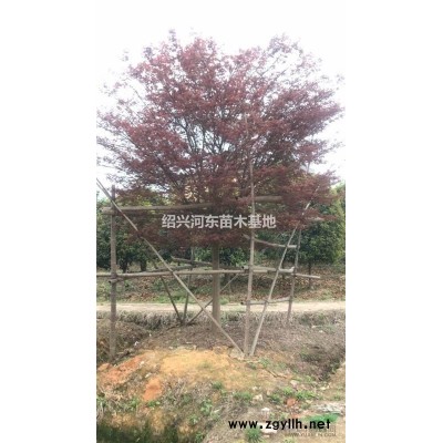 浙江供應(yīng)紫薇/雞爪戚/美國紅楓/中國紅楓/桂花/小苗