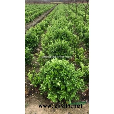 金華茂林大量1到15公弗吉尼亞櫟