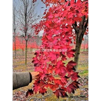 金華茂林供應1到10公分鵝耳櫪