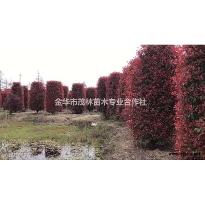 金華茂林大量1到10彩葉豆梨樹供應