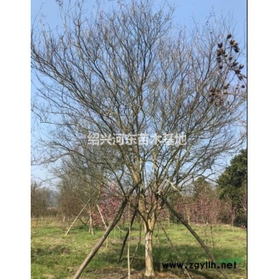 浙江嵊州供應(yīng)桂花 精品桂花 桂花報(bào)價(jià) 金桂 銀桂 叢生桂花