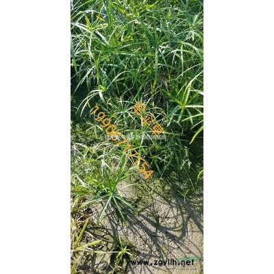 水葫蘆，鳳眼蓮，荇菜，睡蓮等漂浮植物銷售