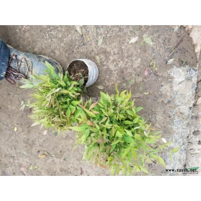 供應吉祥草，金邊麥冬，金葉苔草，大花萱草，蘭花三七