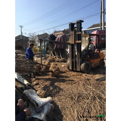 浙江原生紅楓秋天