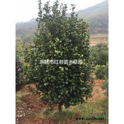 浙江紅楓/紅楓基地/紅楓直銷/紅楓批發/紅楓價格低