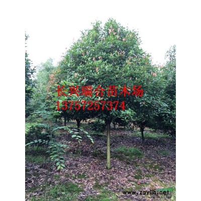 2.5米冠紅葉石楠  湖州紅葉石楠