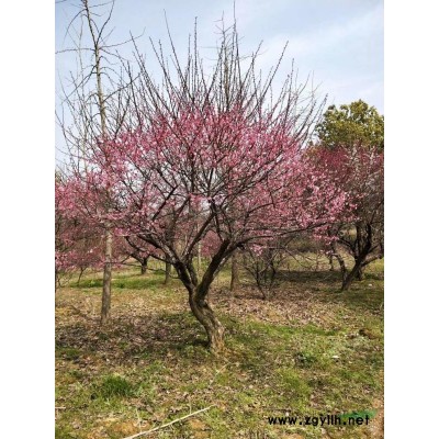 2.5米-3.5米冠矮分支精品石楠 浙江長(zhǎng)興紅葉石楠