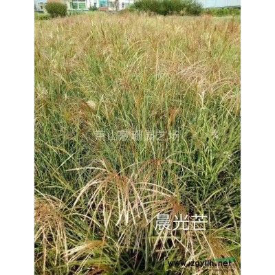 水生植物睡蓮荷花供應