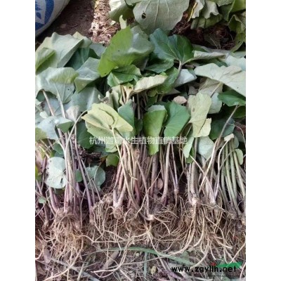 供應再力花，千屈菜.馬藺.狼尾草.水生美人蕉.聚草、萍逢草