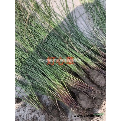 常綠水生鳶尾，千屈菜.馬藺.狼尾草.水生美人蕉.聚草、萍逢草