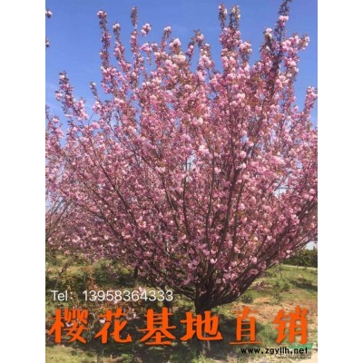 早櫻-落葉2報價/浙江早櫻-落葉2報價