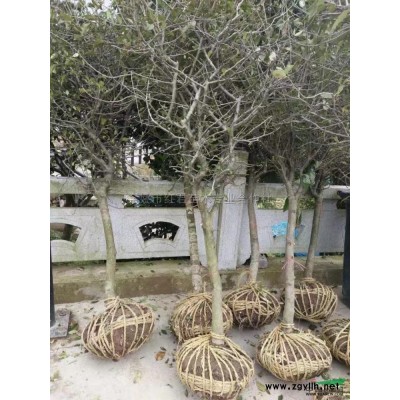 浙江紅楓-落葉*新報價/紅楓-落葉圖片