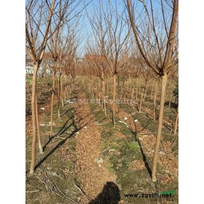 浙江桂花*新報價/桂花圖片