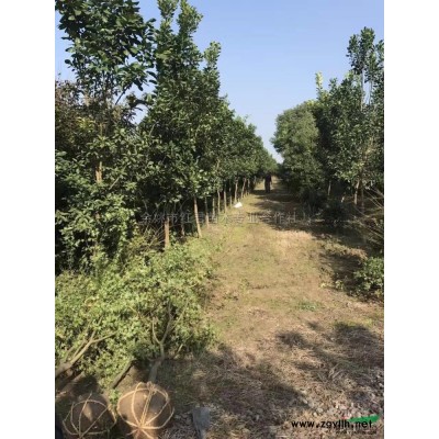 櫻花裝車\櫻花裝車圖片展示