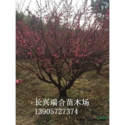 3米多冠紅葉石楠  浙江紅葉石楠 紅葉石楠價(jià)格