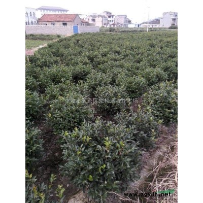供應(yīng)各檔規(guī)格茶梅