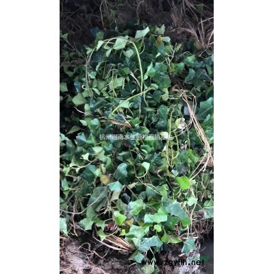 供應沉水植物聚草，黑藻，金魚藻，苦草，狐尾藻等沉水植物銷售