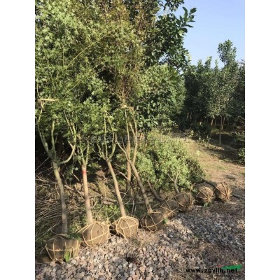 垂絲海棠2圖片\垂絲海棠2報價