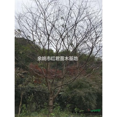 櫻花*新價格/櫻花報價