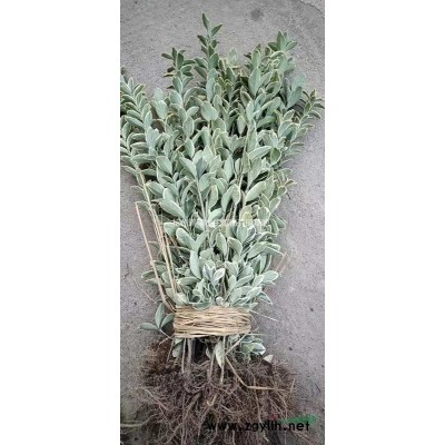 水生植物馬藺菖蒲再力花水葫蘆