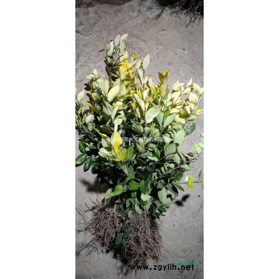 蘆葦，蒲葦，馬藺，美人蕉，蘆竹供應