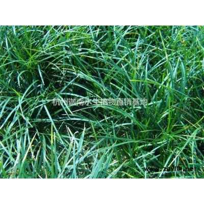 供應梭魚草，美人蕉，菖蒲，芒草，蘆竹