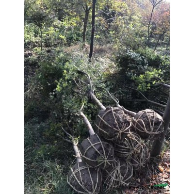 紫玉蘭花2供應/紫玉蘭花2圖片