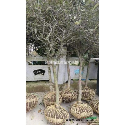 浙江雞爪槭5信息