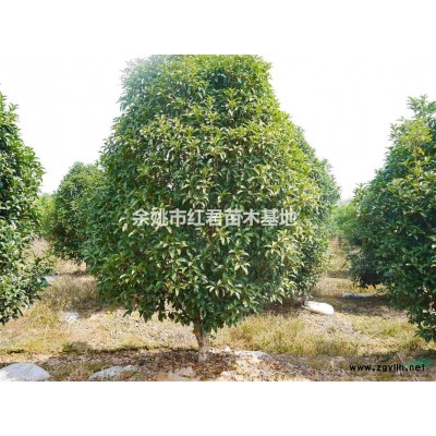 櫻花土球展示圖片\櫻花土球展示