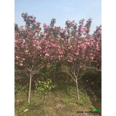 常年供應紅楓工程綠化苗丨紅楓價格 圖片