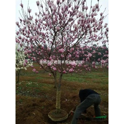 日本櫻花基地/日本櫻花低價出售