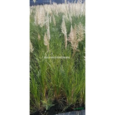 水生植物水蔥青蔥黃菖蒲水菖蒲